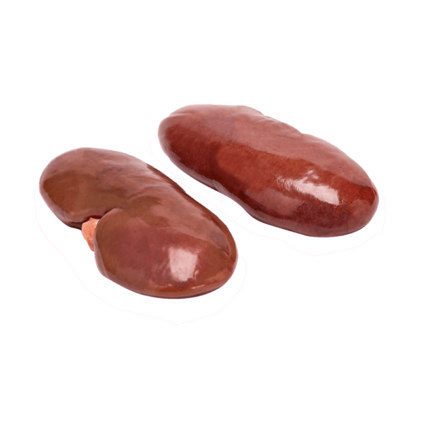 Pork Kidney